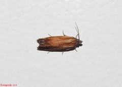 Eucosma umbrastriana