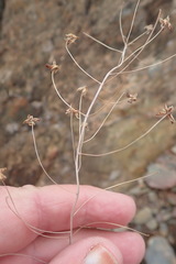 Eriospermum pubescens