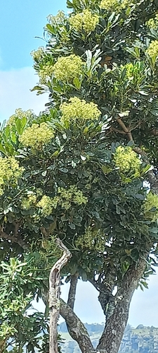 Neocussonia umbellifera, photograph 2