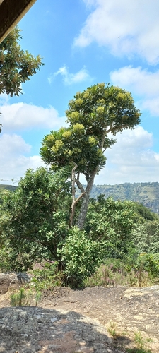Neocussonia umbellifera, photograph 3