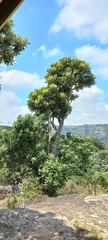 Neocussonia umbellifera, photograph Adele SL, CC BY, iNaturalist via GBIF