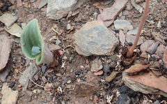 Eriospermum pubescens