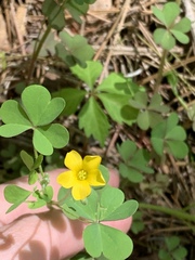 Oxalis texana