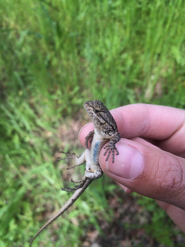 iNaturalist observation photo of Western Fence Lizard