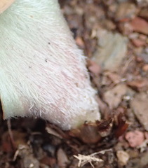 Eriospermum pubescens