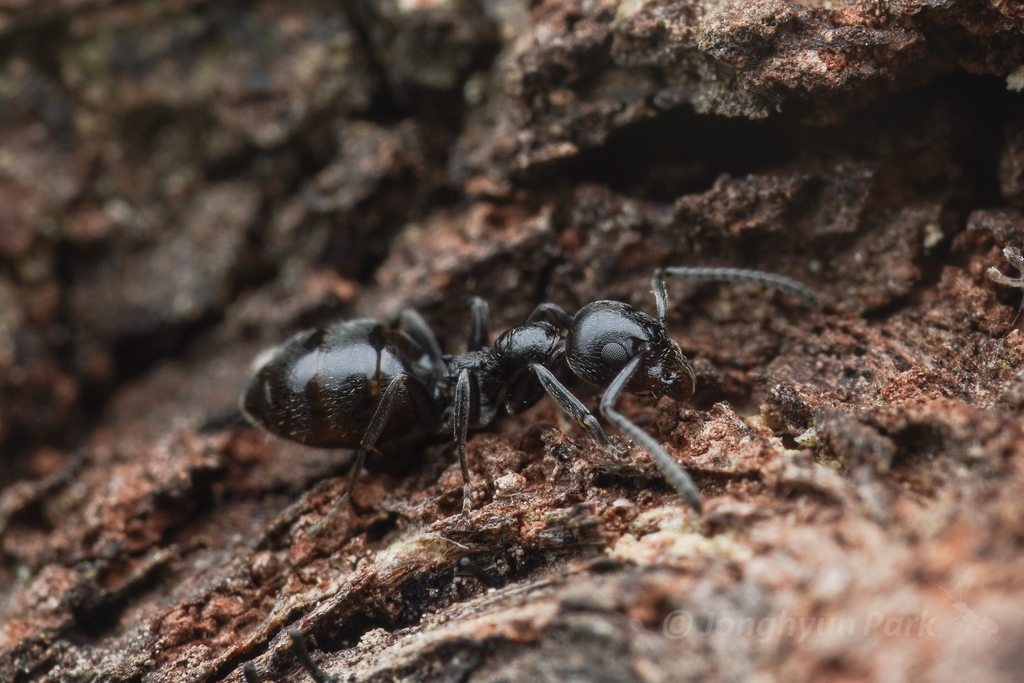 Grandfather's Wood Ant