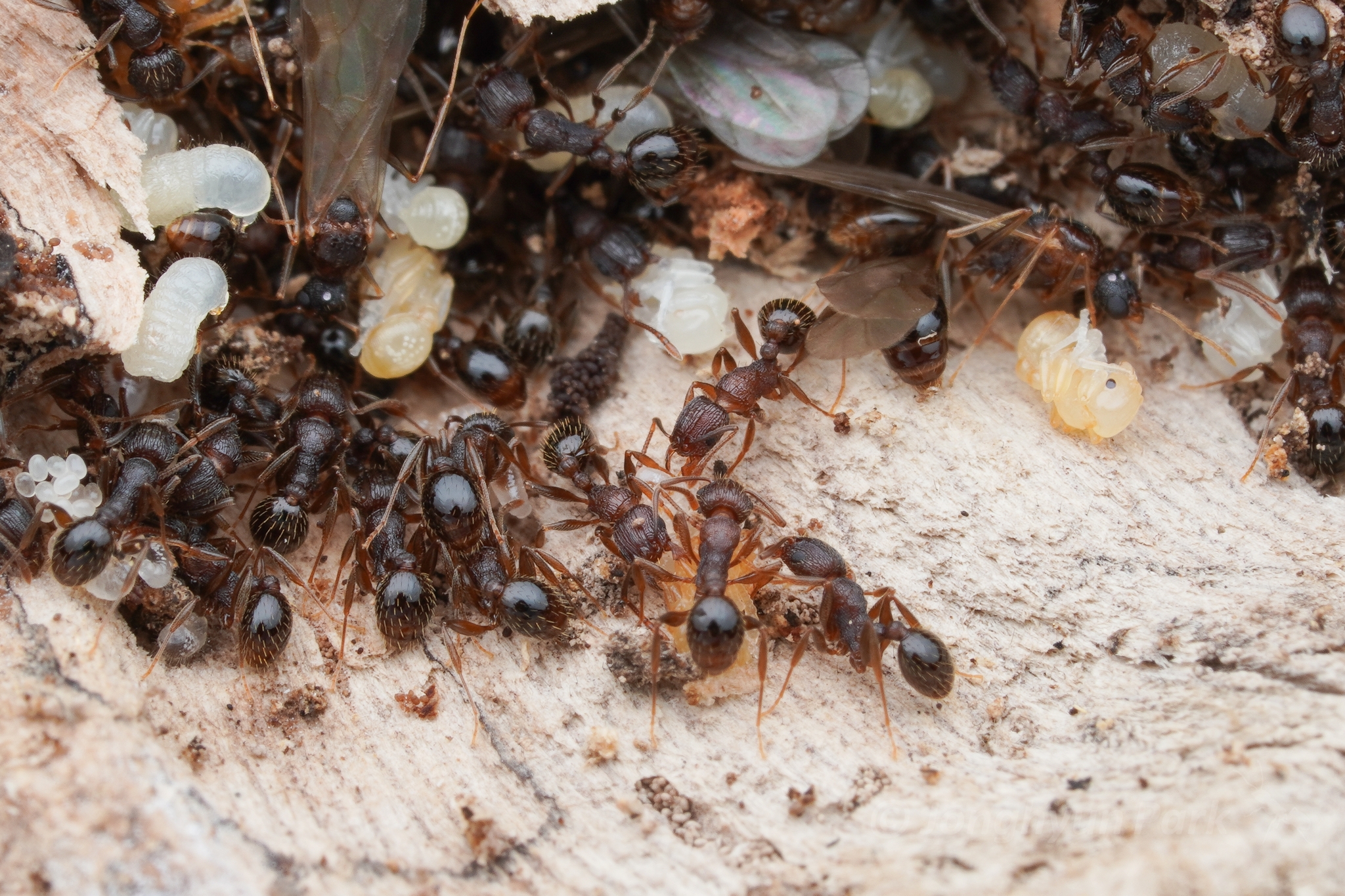 Tetramorium avium