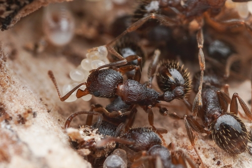 Tetramorium aviumTetramorium avium