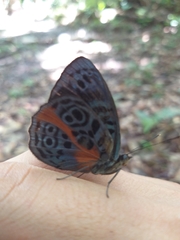 Eunica sophonisba