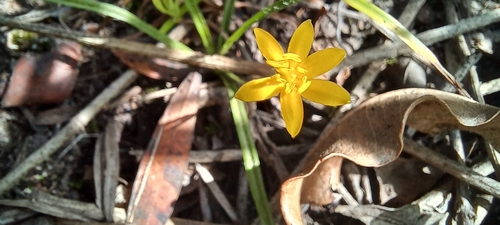 Grass star-flower (Hypoxis filiformis)