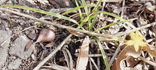 Image of Hypoxis filiformis by (c) Adele SL, some rights reserved (CC BY)