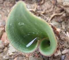 Eriospermum pubescens