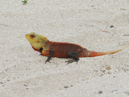 Indian Garden Lizard photographed in Maldives