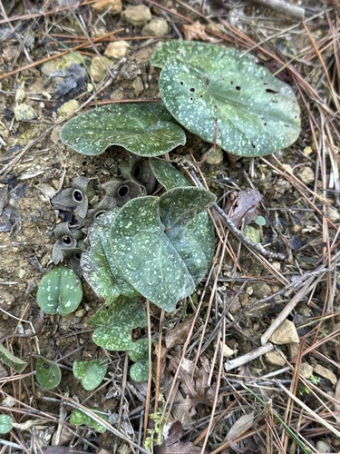 Asarum rigescens iNat (3)