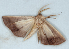 Fisera hypoleuca