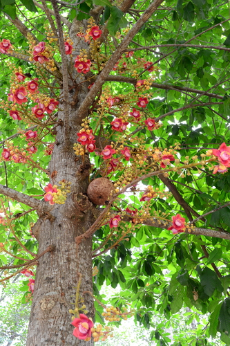 Cannonball Tree