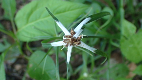 Rhynchospora pura, photograph 3