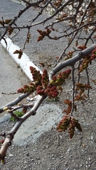 Pistacia atlantica mutica