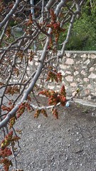 Pistacia atlantica mutica