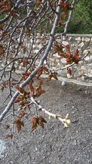 Pistacia atlantica mutica