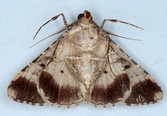 Gastrinodes bitaeniaria