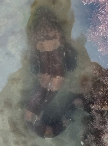 Notable klipfish (Dadyanos insignis) — Zoarcidae