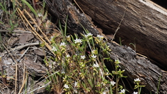 Claytonia parviflora viridis