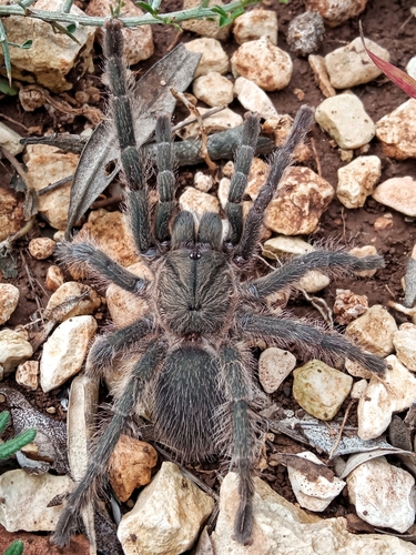 Chaetopelma altugkadirorum