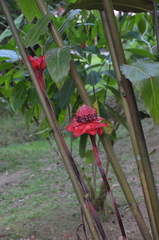 Etlingera elatior image