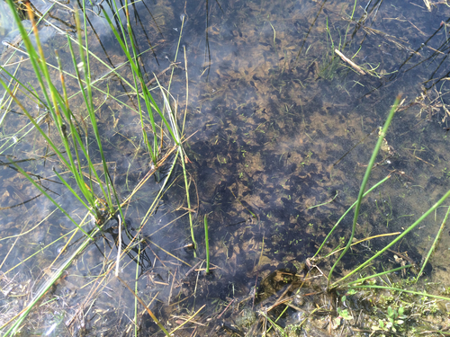 iNaturalist observation photo of Western Toad