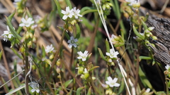 Claytonia parviflora viridis