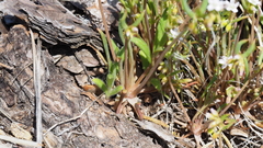 Claytonia parviflora viridis