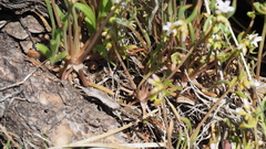 Claytonia parviflora viridis