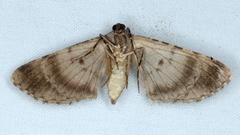 Boarmia suasaria