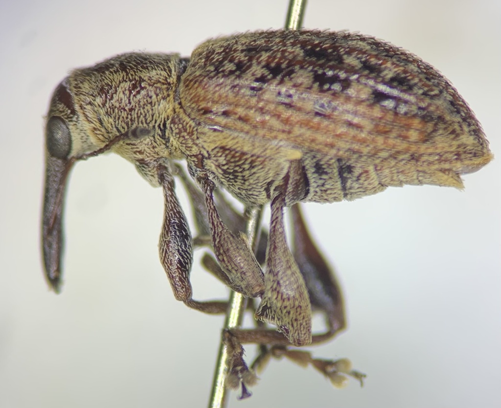 Meriphus fullo