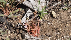 Claytonia parviflora viridis