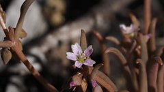 Claytonia parviflora viridis