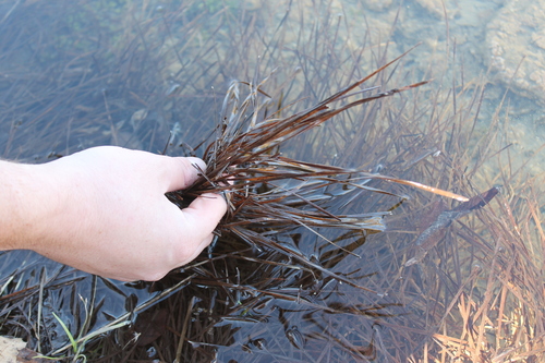 Image of Eleocharis bifida by (c) Dominic, some rights reserved (CC BY)