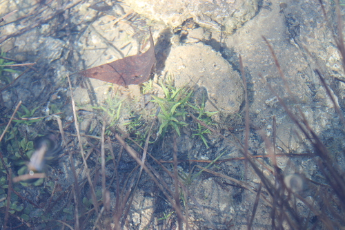 Image of Gratiola quartermaniae by (c) Dominic, some rights reserved (CC BY)