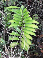 Zamia prasina