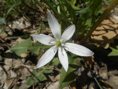 Ornithogalum umbellatum