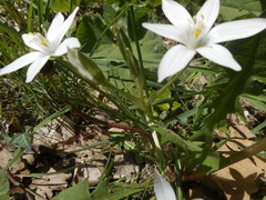 Ornithogalum umbellatum