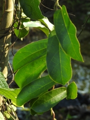 Aristolochia maxima