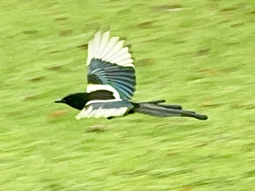 Urraca común (Pica pica)