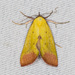 Lemon Yellow - Photo (c) Greg Lasley, some rights reserved (CC BY-NC), uploaded by Greg Lasley