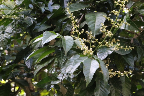 Clausena lansium