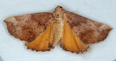 Mnesampela privata