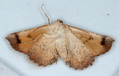Mnesampela privata