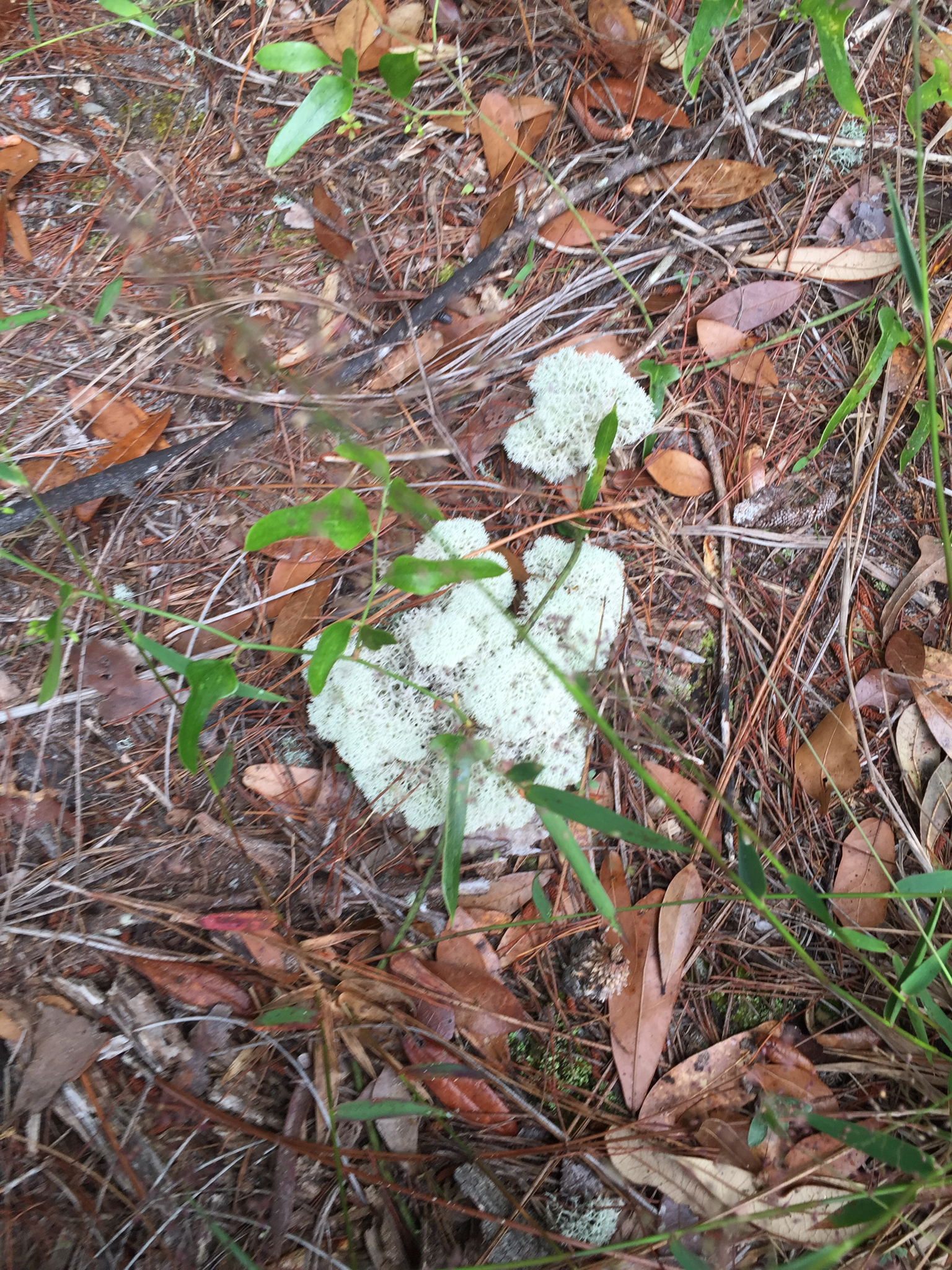 Cladonia evansii image
