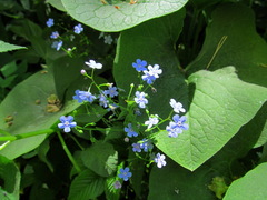 Brunnera sibirica
